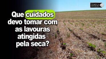 Soja no RS: lavouras atingidas pela seca precisam de atenção redobrada, informa Alexandre Gazolla