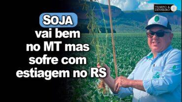Soja vai bem no MT mas sofre com estiagem no RS. Gaúchos angustiados, análise de José Domingos