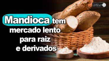 Mandioca tem mercado lento para raiz e derivados, informa Fábio Isaías Felipe, do CEPEA