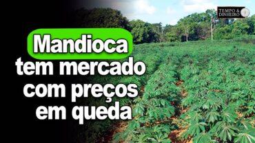 Mandioca tem mercado com preços em queda no acumulado deste mês de janeiro, informa Fábio Isaías