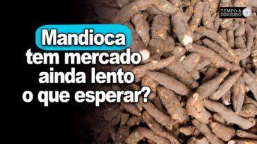 Mandioca tem mercado ainda lento a espera de maior demanda por parte da indústria