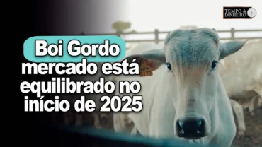 Boi gordo e reposição: mercado está equilibrado no início de 2025, informa Fernando Iglesias