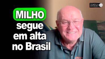 Milho segue em alta no Brasil, informa Brandalizze