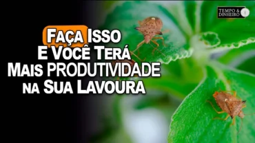 Dr. Sementes dá algumas dicas valiosas de como controlar o percevejo nas lavouras