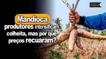 Mandioca: produtores intensificam colheita da raiz mas preços recuam, informa Fábio Isaías Felipe