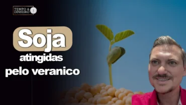 Soja sofre em áreas atingidas pelo veranico no RS especialmente as semeadas em terrenos pedregosos