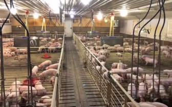 Brasil espera demanda adicional após embargos a carnes da Alemanha