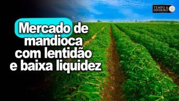 Mercado de mandioca com lentidão e baixa liquidez, informa Fábio Isaías Felipe, do CEPEA