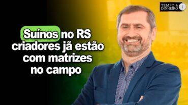 Suínos no RS: criadores já estão com matrizes no campo para fim de ano. Mercado ajustado