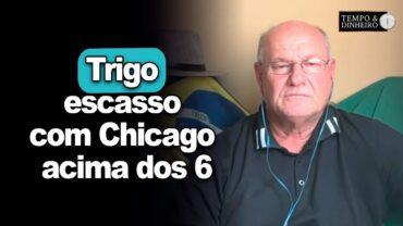 Trigo escasso com Chicago acima dos 6, avalia Brandalizze