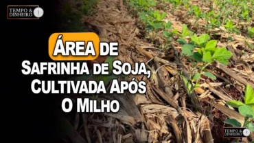 Dr. Semente mostra uma área de safrinha de soja cultivada após o milho em Palmeira das Missões, RS