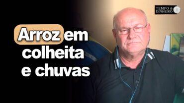 Arroz em colheita e chuvas, informa Brandalizze
