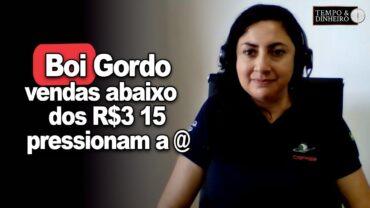 Boi gordo: vendas pontuais abaixo dos R$315 pressionam a arroba, informa Shirley Menezes, do CEPEA