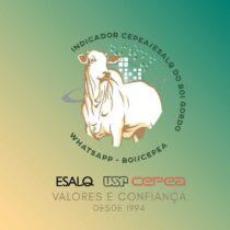 Whatsapp do Boi Cepea