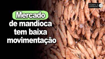 Mercado de mandioca tem baixa movimentação, informa Fábio Isaías Felipe, do CEPEA