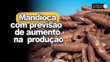 Mercado de mandioca: com previsão de aumento na produção preços devem ficar pressionados