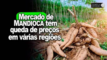Mercado de mandioca tem queda de preços em todas as regiões pesquisadas pelo CEPEA