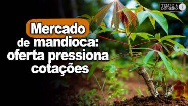Mercado de mandioca: oferta pressiona cotações, informa Fábio Isaías Felipe, do CEPEA