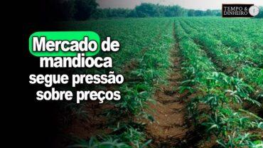 Mercado de mandioca: segue pressão sobre preços, informa Fábio Isaías Felipe, do CEPEA