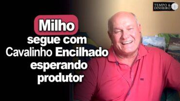 Milho segue com Cavalinho Encilhado esperando produtor, comenta Brandalizze