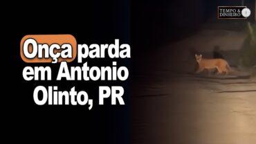 Onça parda em Antonio Olinto, PR, mostra equilíbrio entre agricultura e preservação do meio ambiente