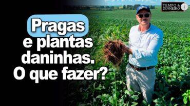 Lavouras enfrentam pragas e plantas daninhas. O que fazer? Dr Gazolla diz que o foco está no manejo