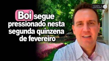 Boi segue pressionado nesta segunda quinzena de fevereiro. T. Bernardino, do CEPEA, explica o porquê