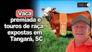 Vaca premiada e touros de raças expostas em Tangará, SC. Olha só o tamanho dos animais!