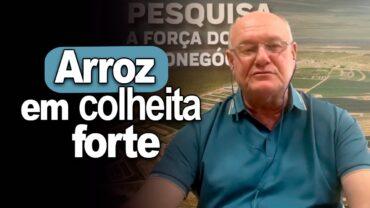 Arroz em colheita forte, explica Brandalizze