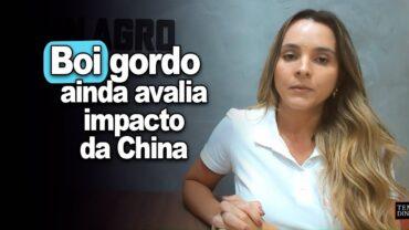 Boi gordo ainda avalia impacto da China e suspensão de plantas no Brasil, informa Isabella Camargo