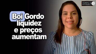 Boi gordo: liquidez e preços aumentam nesta semana, informa o CEPEA