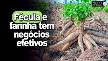 Mandioca: fécula e farinha tem melhora no escoamento com negócios efetivos, informa Fábio Felipe