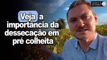 Soja em plena safra: veja a importância da dessecação em pré colheita com Alexandre Gazolla
