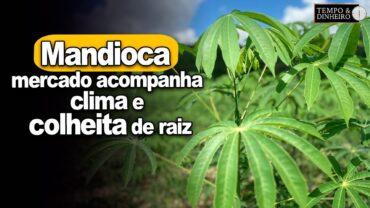 Mandioca: mercado acompanha clima e colheita de raiz. Oferta ajustada, informa Fábio Isaías Felipe