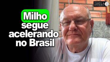 Milho segue acelerando no Brasil, comenta Vlamir Brandalizze