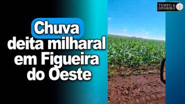 Chuva deita milharal em Figueira do Oeste, PR, mostra o Wagner Pereira. Mais vento do que chuva