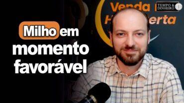Milho em momento favorável em Sorriso, MT? Victor Cazzo está lá e comenta como está a safra na BR163