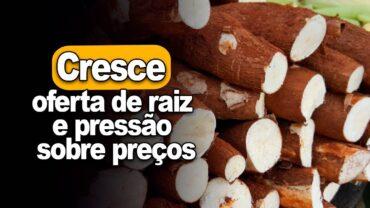 Mandioca: cresce oferta de raiz e pressão sobre preços, informa Fábio Isaías Felipe, do CEPEA