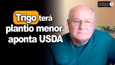 Trigo terá plantio menor aponta USDA, Brandalizze comenta