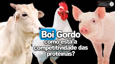 Boi gordo x suíno x frango: como está a competitividade dessas proteínas? Isabella Camargo comenta