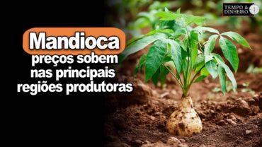 Mandioca: preços sobem nas principais regiões produtoras de raiz e derivados, informa Fábio Felipe