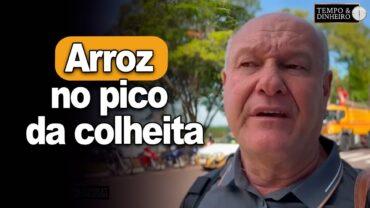 Arroz no pico da colheita