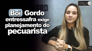 Boi gordo: aproximação da entressafra exige planejamento do pecuarista, analisa Isabella Camargo