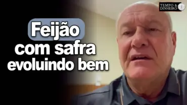 Feijão com safra evoluindo bem