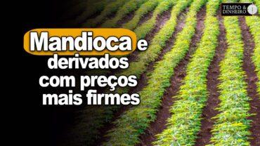 Mandioca e derivados. Preços mais firmes, informa Fábio Isaías Felipe, do CEPEA