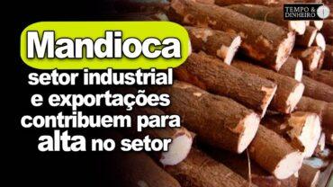 Mandioca: setor industrial e exportações contribuem para alta no setor, informa Fábio Isaías Felipe