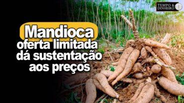 Mandioca: oferta limitada dá sustentação aos preços em parte do Br, informa Fábio Isaías do CEPEA
