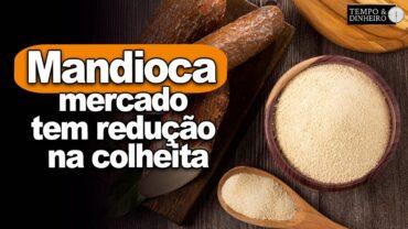 Mandioca: mercado tem redução na colheita e industrialização, informa Fábio Isaías Felipe