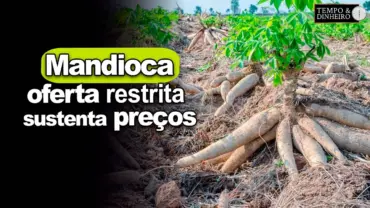 Mandioca: oferta restrita sustenta preços na reta final de abril