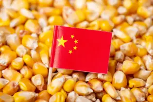 China amplia plantio de milho transgênico, mas controles estatais e testes mantêm setor em dúvida
